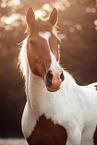 Lewitzer mare