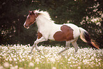 Lewitzer mare