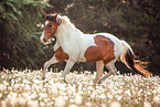 Lewitzer mare