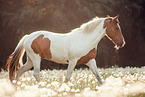 Lewitzer mare