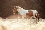 Lewitzer mare