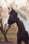 Lewitzer Pony