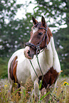 Lewitzer Pony