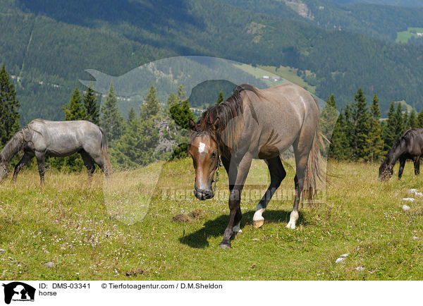 Lipizzaner / horse / DMS-03341