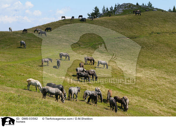 Lipizzaner / horses / DMS-03582