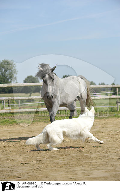 Lipizzaner and dog / AP-08980