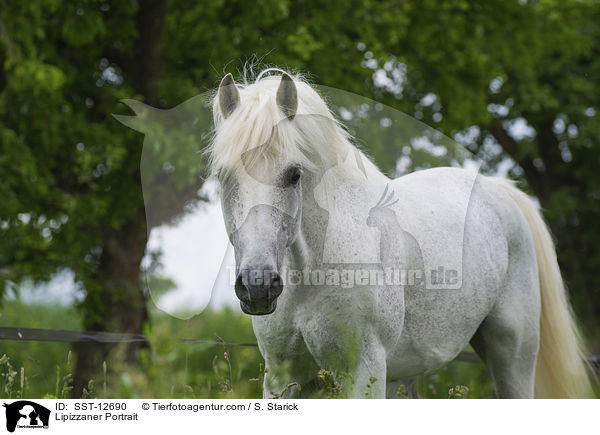 Lipizzaner Portrait / Lipizzaner Portrait / SST-12690