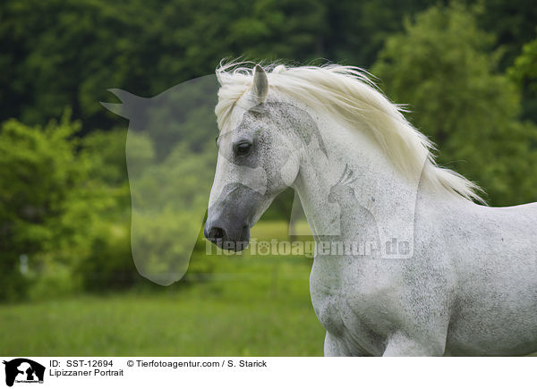 Lipizzaner Portrait / Lipizzaner Portrait / SST-12694