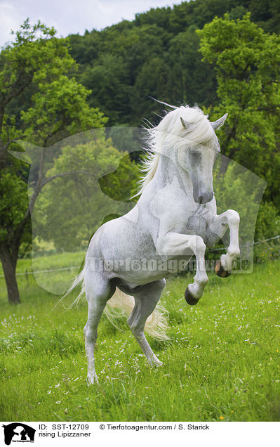 steigender Lipizzaner / rising Lipizzaner / SST-12709