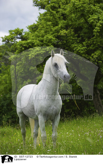 Lipizzaner / Lipizzaner / SST-12723