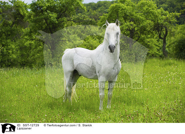 Lipizzaner / Lipizzaner / SST-12729