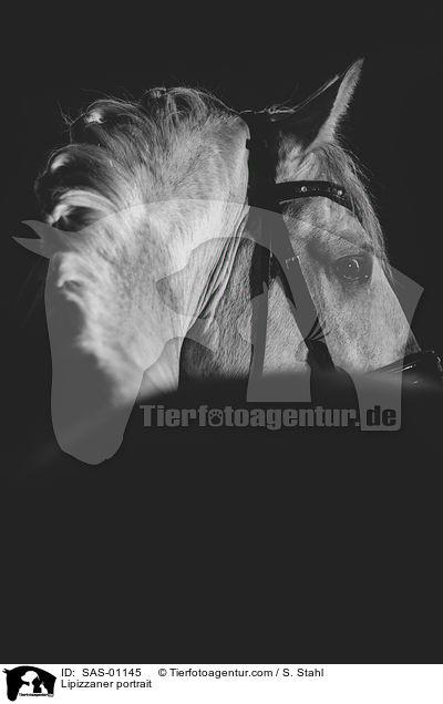 Lipizzaner portrait / SAS-01145