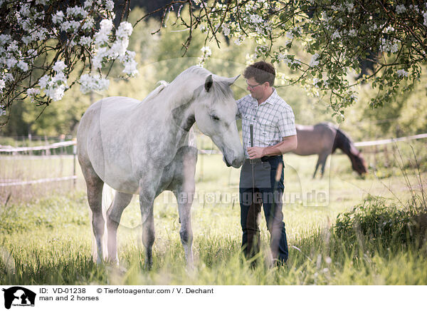 man and 2 horses / VD-01238