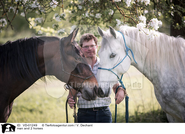 Mann und 2 Pferde / man and 2 horses / VD-01249