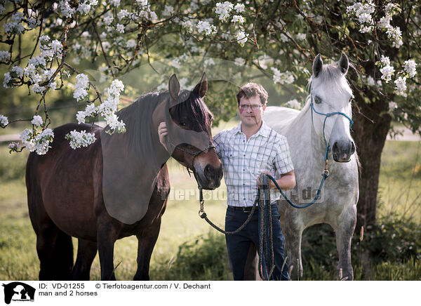 Mann und 2 Pferde / man and 2 horses / VD-01255