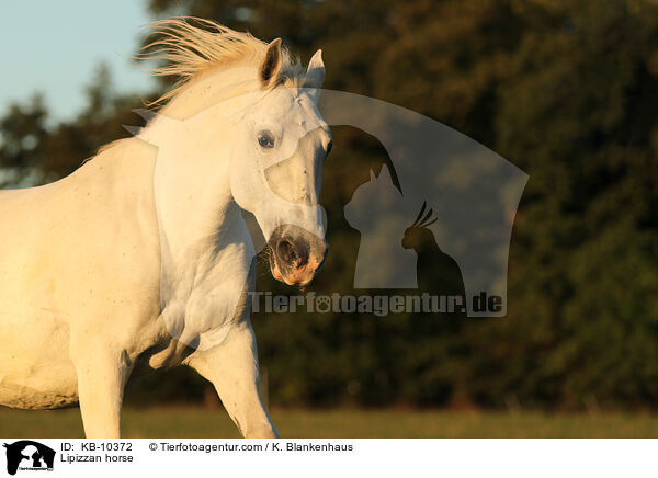 Lipizzaner / Lipizzan horse / KB-10372