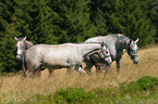 horses