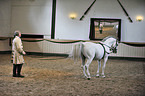 Wolfgang Krischke mit Lipizzaner Maestoso Amata