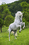 rising Lipizzaner