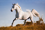 galloping Lipizzaner