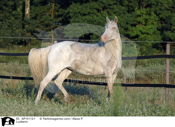 Lusitano / Lusitano / AP-01121