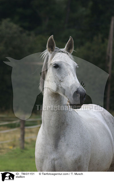 stallion / TM-01151