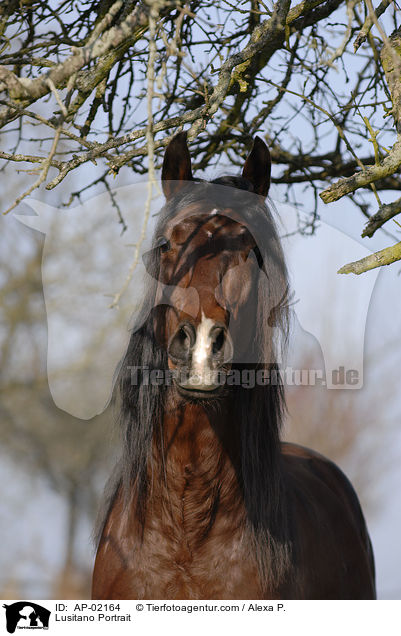 Lusitano Portrait / AP-02164