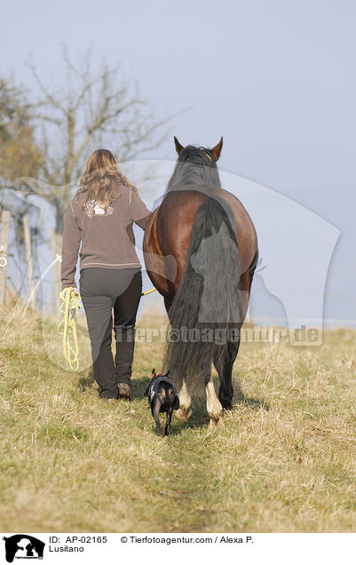 Lusitano / Lusitano / AP-02165