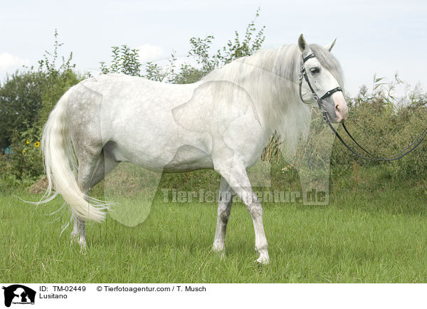 Lusitano / TM-02449