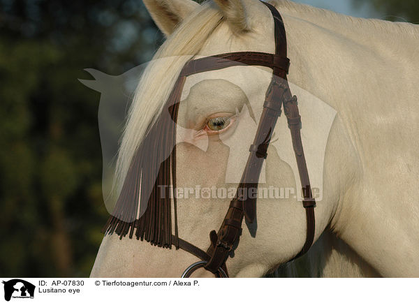 Lusitano eye / AP-07830