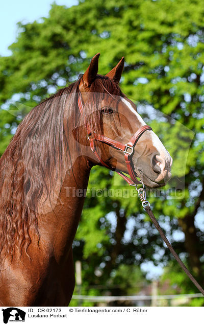 Lusitano Portrait / CR-02173