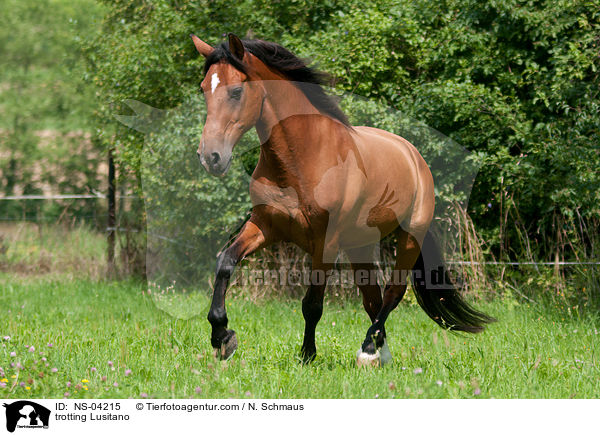 trabender Lusitano / trotting Lusitano / NS-04215