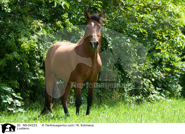 Lusitano / NS-04223