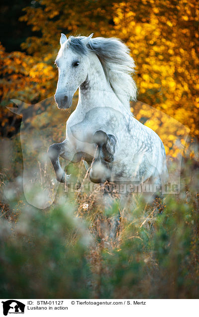 Lusitano in Aktion / Lusitano in action / STM-01127