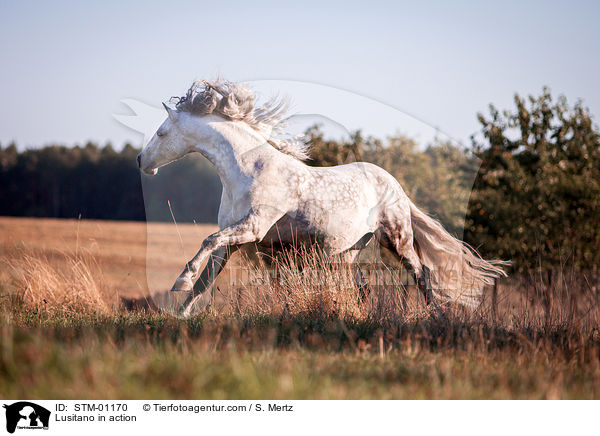 Lusitano in Aktion / Lusitano in action / STM-01170