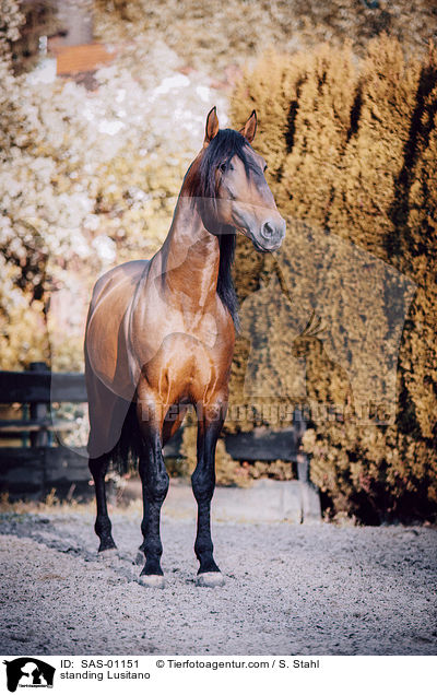 standing Lusitano / SAS-01151