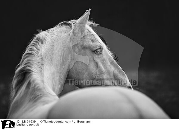 Lusitano portrait / LB-01539