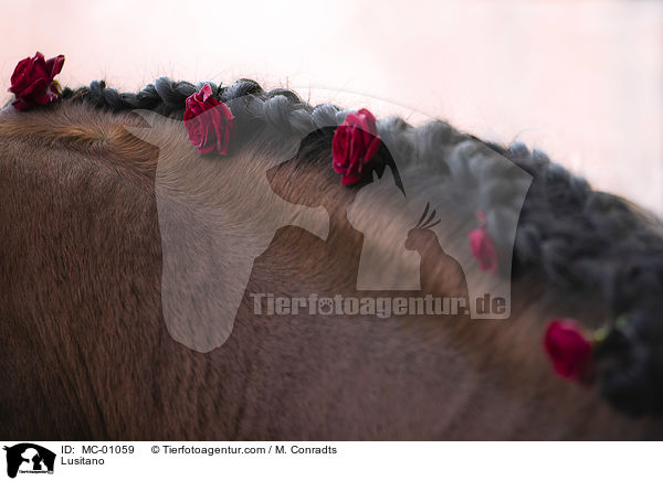 Lusitano / Lusitano / MC-01059