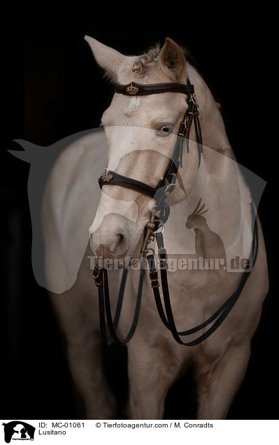 Lusitano / Lusitano / MC-01061