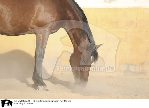 stehender Lusitano / standing Lusitano / JM-02509