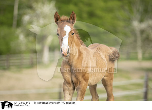 Lusitano foal / VJ-03143