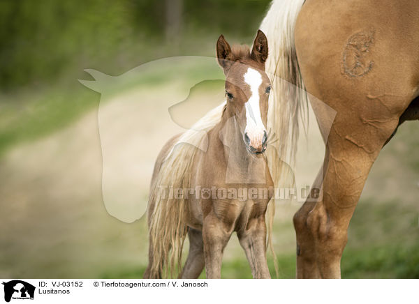 Lusitanos / VJ-03152