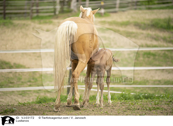Lusitanos / VJ-03172