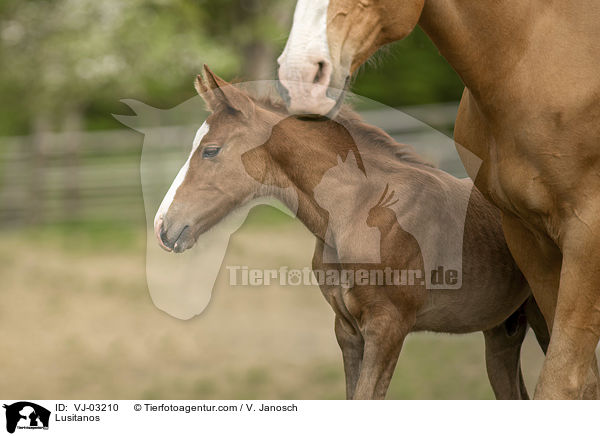 Lusitanos / Lusitanos / VJ-03210
