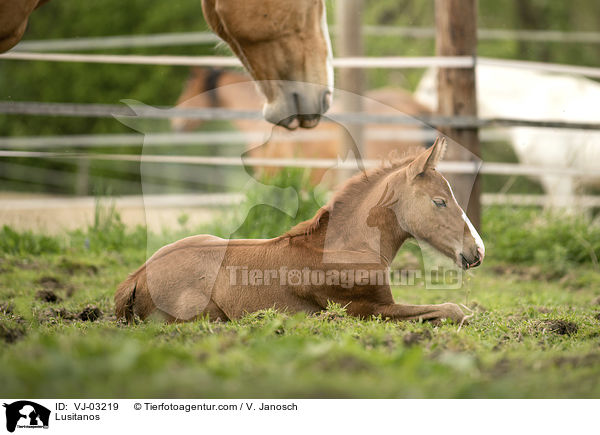 Lusitanos / VJ-03219