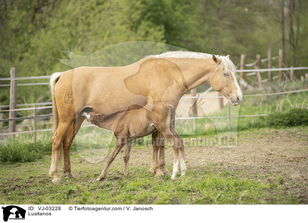 Lusitanos / Lusitanos / VJ-03228