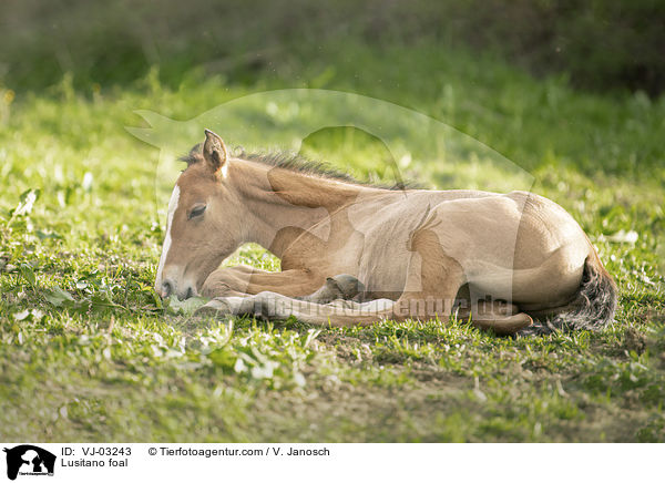 Lusitano Fohlen / Lusitano foal / VJ-03243