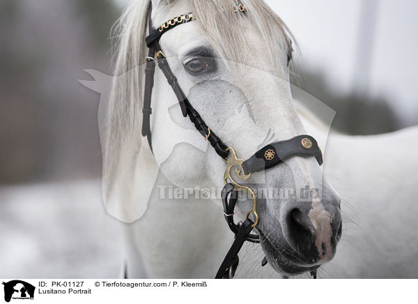Lusitano Portrait / Lusitano Portrait / PK-01127
