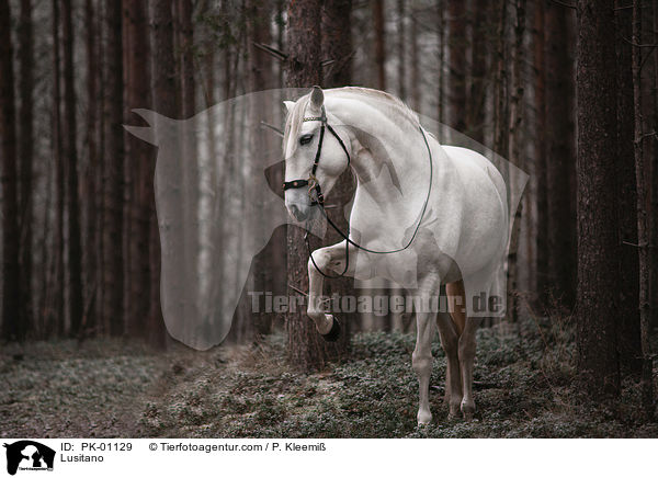 Lusitano / Lusitano / PK-01129