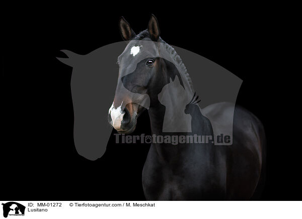 Lusitano / MM-01272